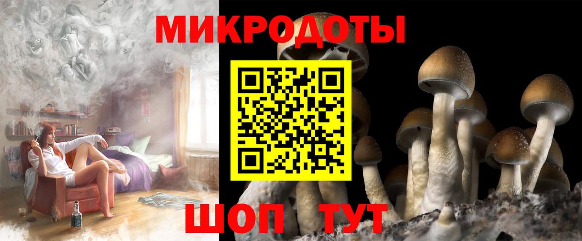 Галлюциногенные грибы Psilocybe Новоуральск